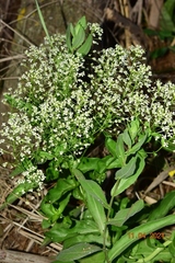 Cochlearia megalosperma
