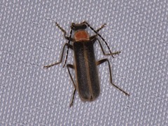 Podabrus quadratus