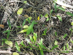 Vincetoxicum carnosum