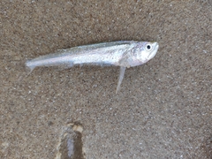 Rhaphiodon vulpinus