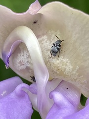 Acanthoscelides suaveolus