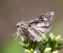 Ulolonche orbiculata