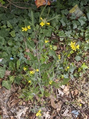 Sisymbrium orientale