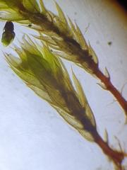 Bryum radiculosum