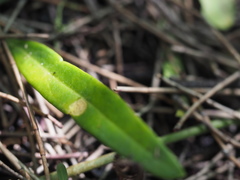 Vincetoxicum carnosum
