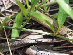 Vincetoxicum carnosum