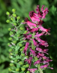 Fumaria densiflora
