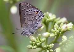 Satyrium behrii