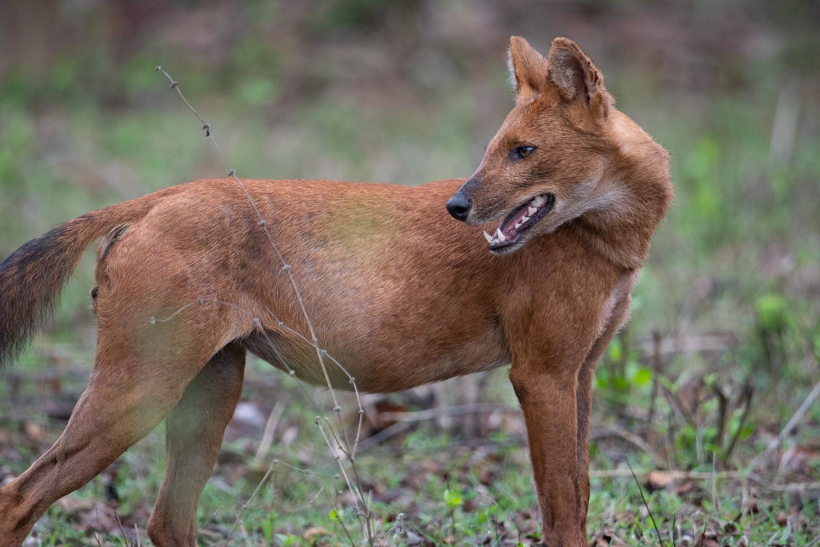 Dhole - Wikipedia