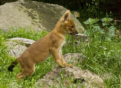 Dhole photo 4