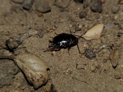 Parcoblatta americana