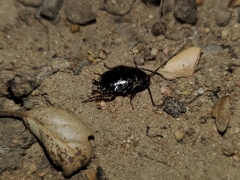 Parcoblatta americana