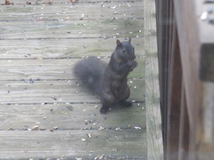 Sciurus carolinensis