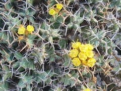 Euphorbia clavigera