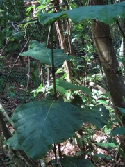 Coccoloba rugosa