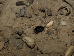 Parcoblatta americana