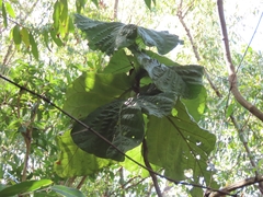 Coccoloba rugosa
