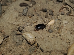 Parcoblatta americana