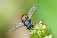 Paragus bicolor