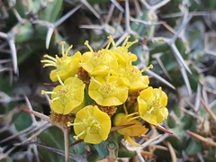 Euphorbia clavigera