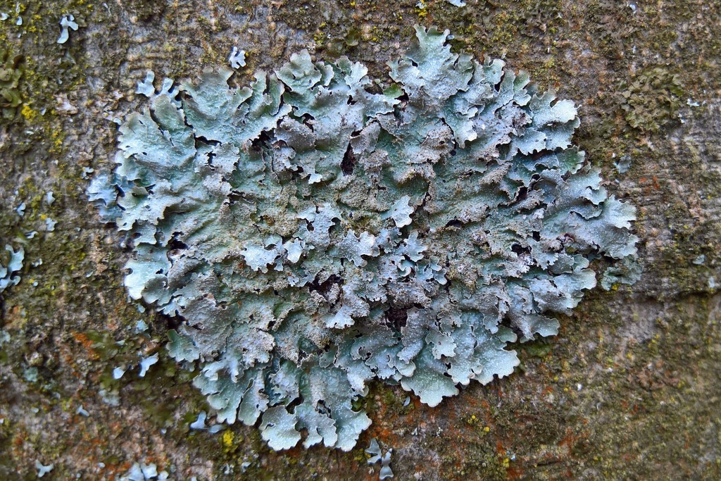 shield lichens