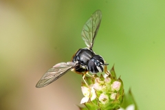 Paragus bicolor