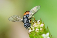 Paragus bicolor