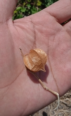 Physalis nicandroides