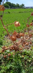 Physalis nicandroides