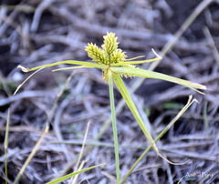 Cyperus aggregatus