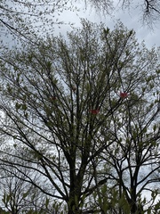 Cornus florida rubra