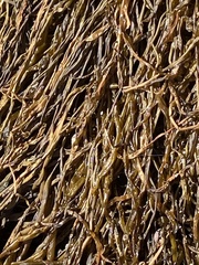 Melanosiphon intestinalis