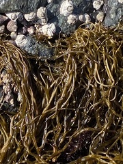 Melanosiphon intestinalis