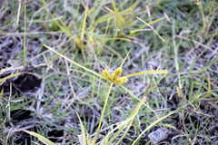 Cyperus aggregatus