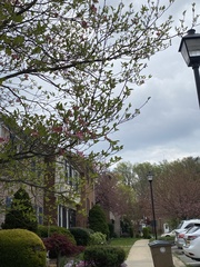 Cornus florida rubra