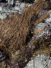 Melanosiphon intestinalis