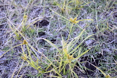 Cyperus aggregatus