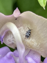 Acanthoscelides suaveolus