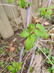 Rubus occidentalis