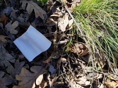 Microsteris gracilis