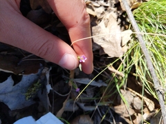 Microsteris gracilis