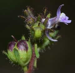 Linaria arvensis