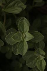 Coleus caninus