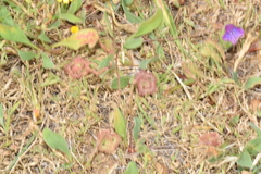 Scorpiurus muricatus