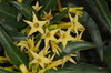 Green Cestrum - Photo (c) aacocucci, some rights reserved (CC BY-NC), uploaded by aacocucci