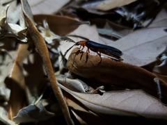 Zarhipis integripennis