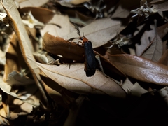 Zarhipis integripennis