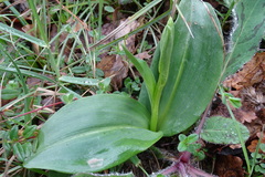 Platanthera bifolia