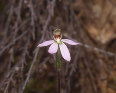 Caladenia variegata