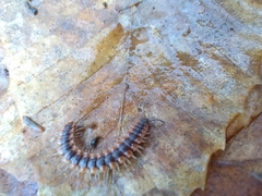 Pseudopolydesmus canadensis